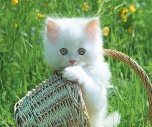 yapboz Sevimli beyaz Kedicik